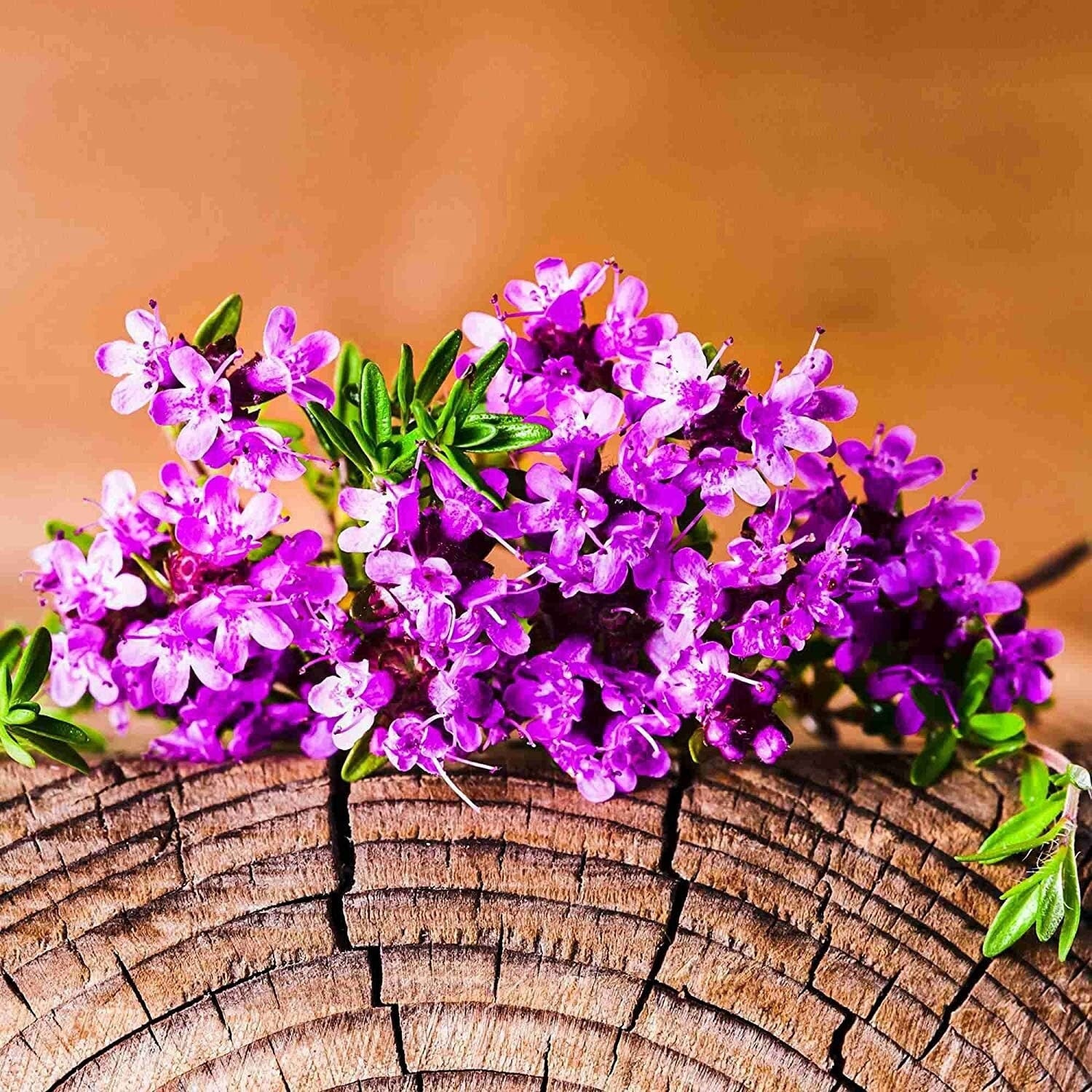 5000 Multicolor Creeping Thyme Seeds - Vibrant, Easy-to-Grow Ground Cover Flower Mix