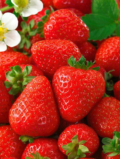 Seascape Everbearer Strawberry - 20 root divisions