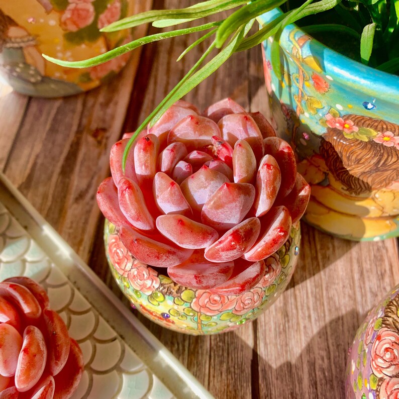 Echeveria 'Orange Monroe' Single-stemmed Live Approx. 3–3.5 inches in Diameter