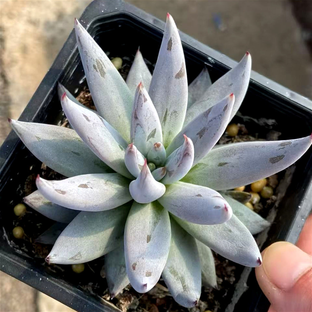 Echeveria Unguiculata - A Solitary Rosette Rare Succulent - Easy-care Plant Ideal For Windowsills and Desks