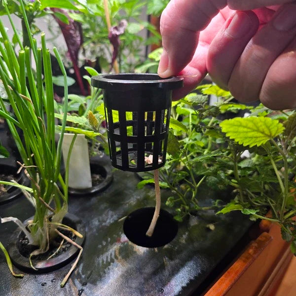 Net Pot