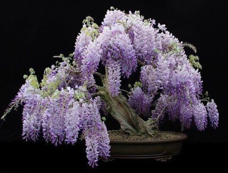 Blue Moon Wisteria Vine - Massive Foot Long Fragrant Flowers - Attract Hummingbirds - 2 - Year Plant