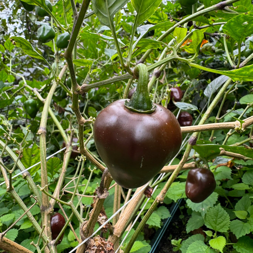 Chocolate Cherry Bomb - Seeds