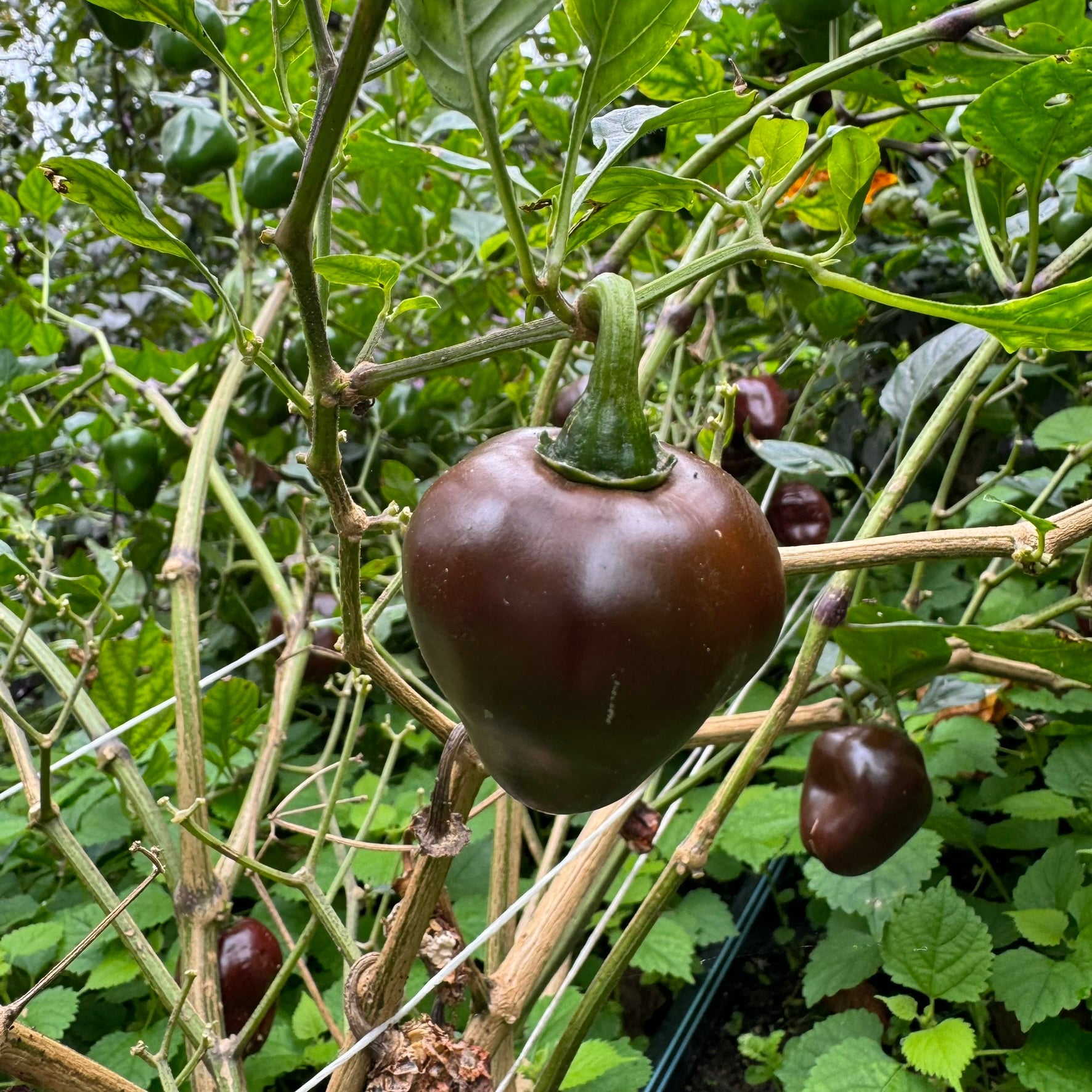 Chocolate Cherry Bomb - Seeds