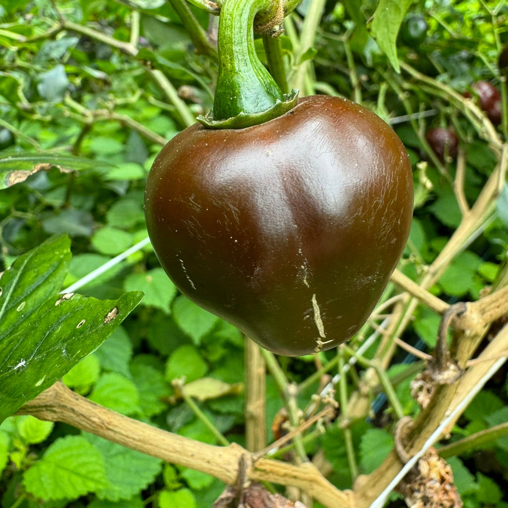 Chocolate Cherry Bomb - Seeds