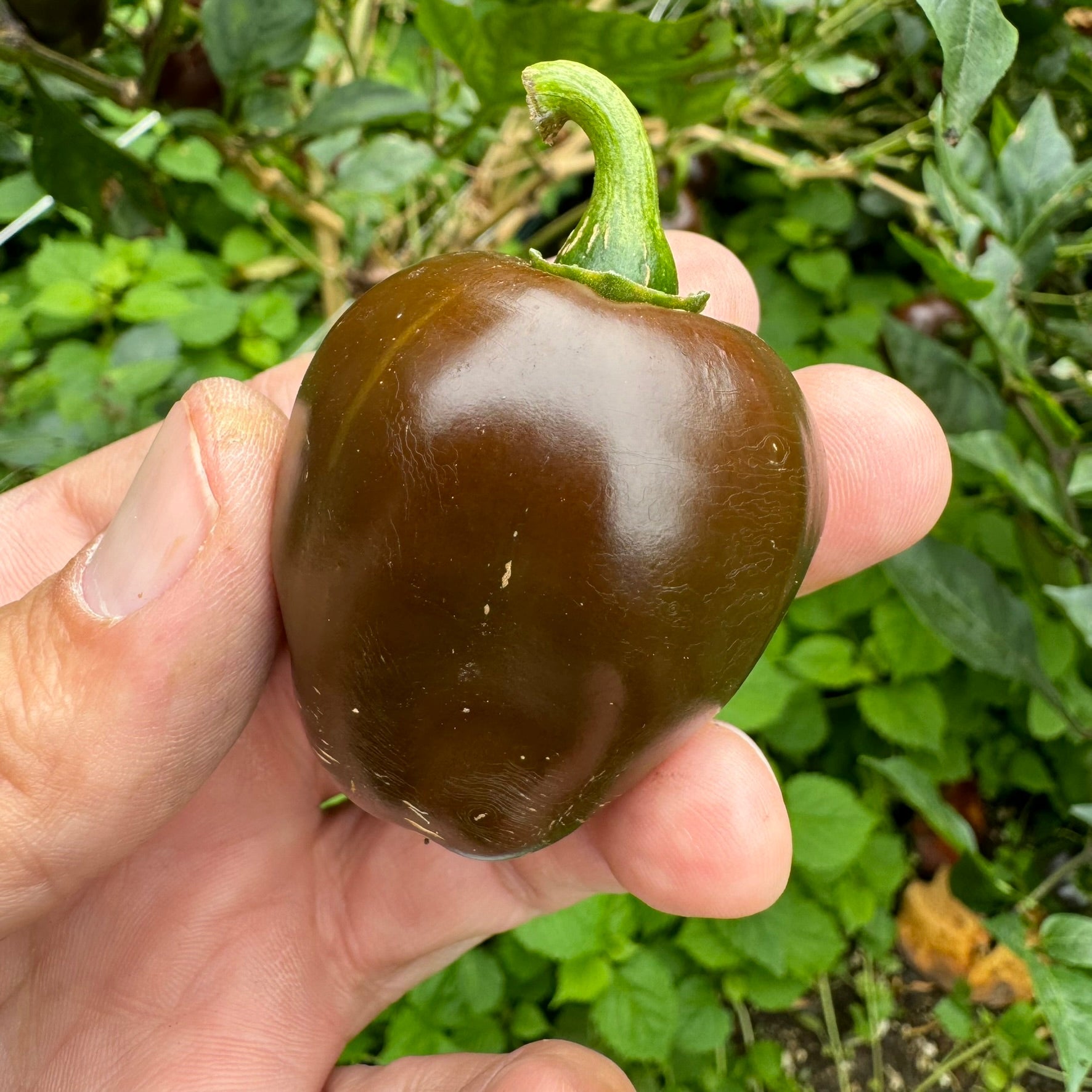 Chocolate Cherry Bomb - Seeds