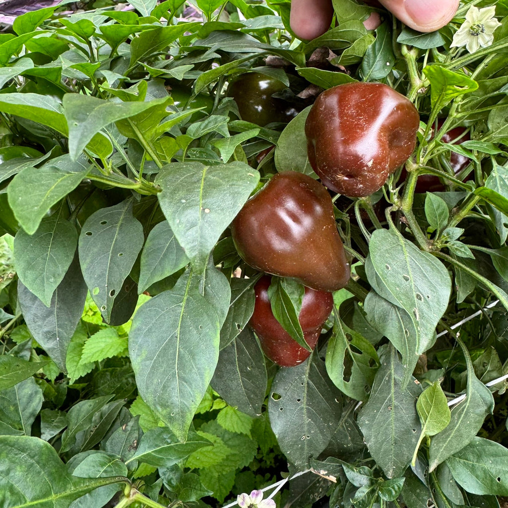 Chocolate Cherry Bomb - Seeds