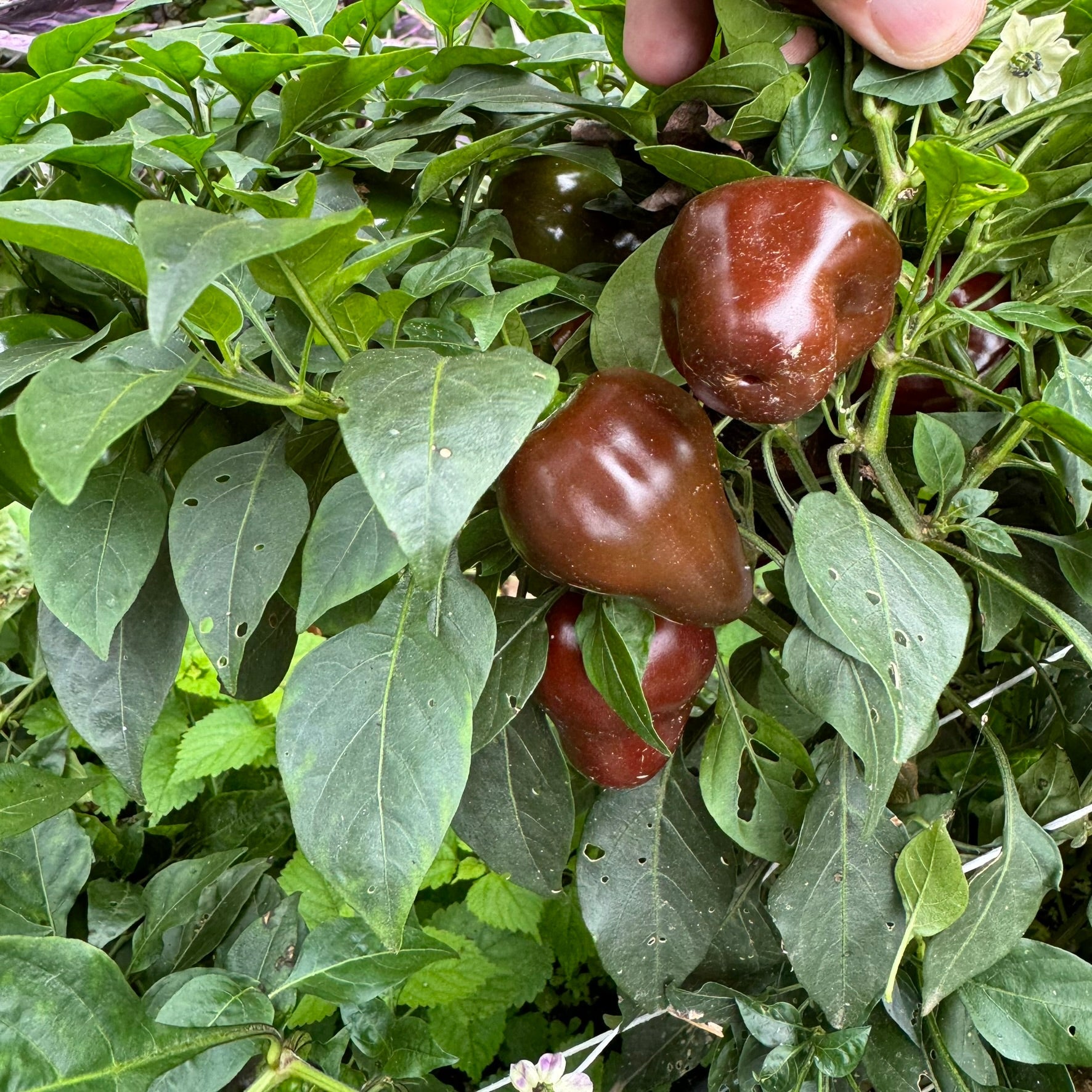 Chocolate Cherry Bomb - Seeds