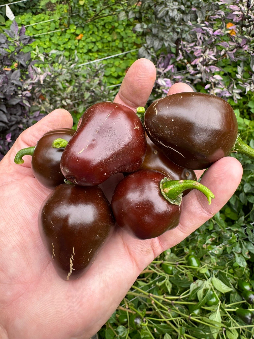 Chocolate Cherry Bomb - Seeds