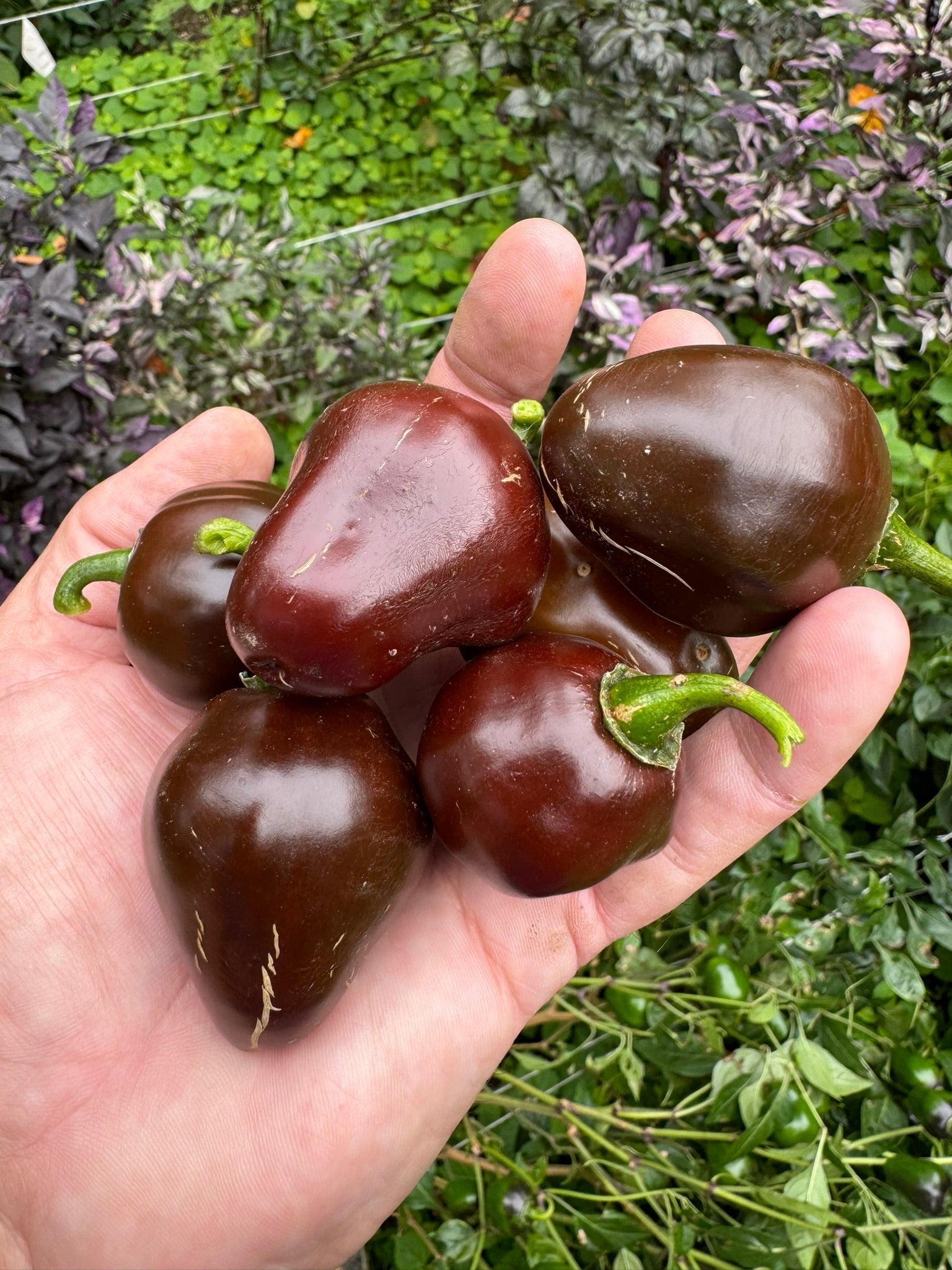 Chocolate Cherry Bomb - Seeds