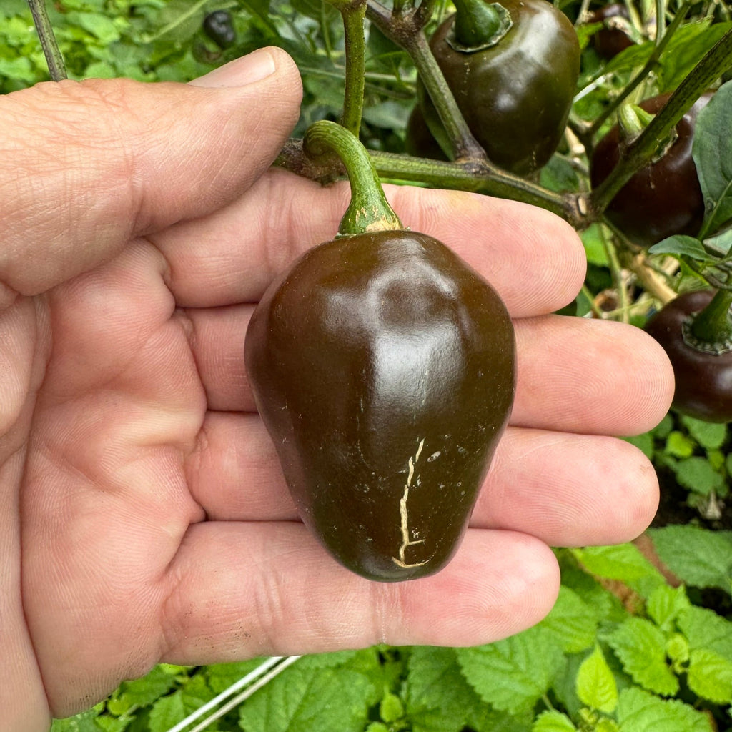 Chocolate Cherry Bomb - Seeds