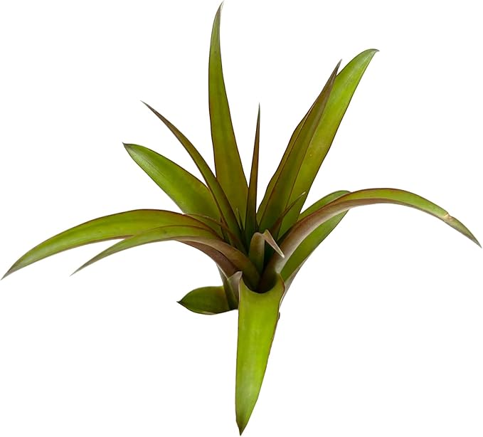 Air Plants - Tillandsia Red Capitata, Large 5-7” - 5 ct - Live Arrival Guaranteed - House Plants for Home Decor & Gift