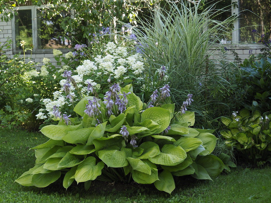 Hosta 'Sum and Substance'