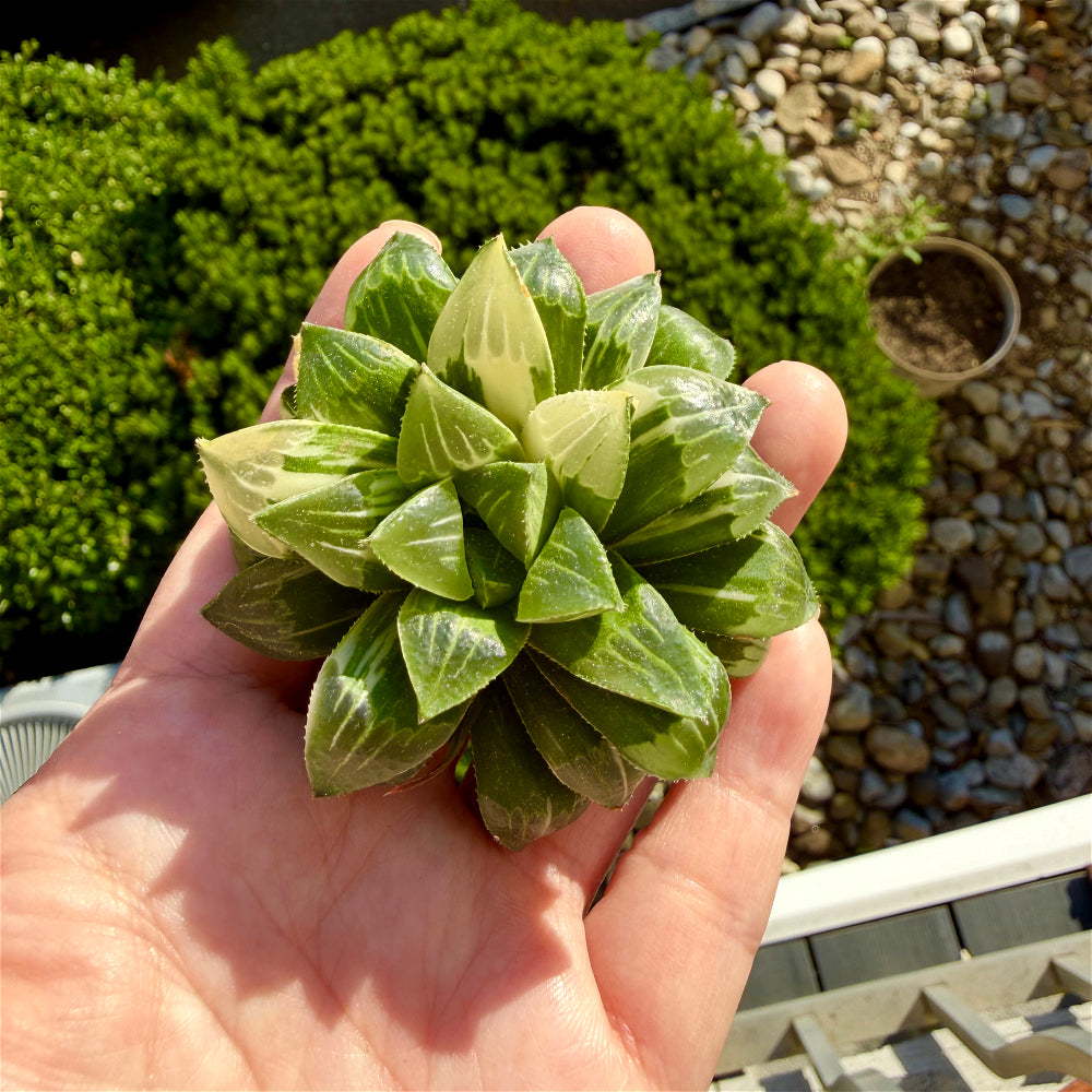 Haworthia 'Heidelbergensis' ~3" Diameter Preferred Succulent Live Plant