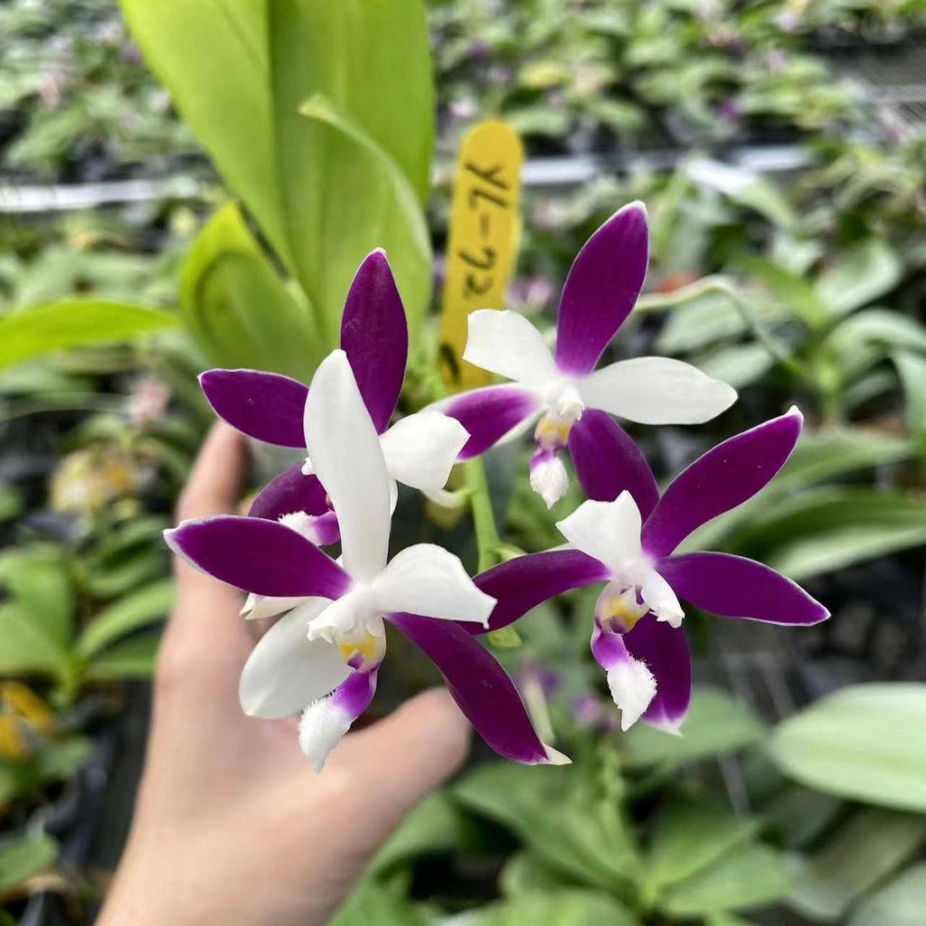 Phalaenopsis Lioulin Blue Jenny ‘Blue Dragonfly’