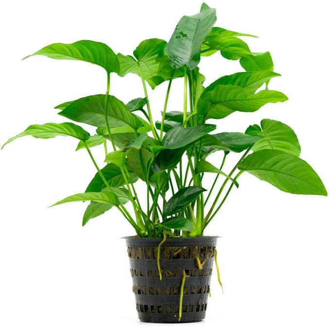 Anubias Live Aquarium Plants - Potted Freshwater Plant for Fish Tanks, Terrariums - Beginner Friendly Low Light (Barteri Striped, Mother Plant)