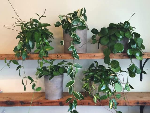 Hoya Plant Premium Potting Mix - 1 Quart - Optimal Balance for Thriving Hoyas: Air, Moisture, and Nutrient Retention