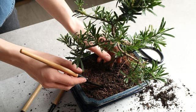 Pro Bonsai Soil Premium Potting Mix - Achieve Bonsai Perfection with Natural Ingredients for Ideal Air and Moisture Balance - 3 Quart