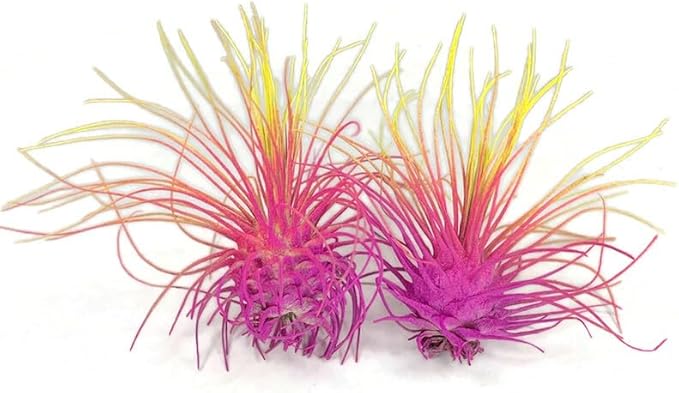 Thin Air Plant, Guatemala Tillandsia Live Airplant, Healthy Arrival Guaranteed, Great Indoor Plant, Home Decor & Gift (2 Rainbow #3)