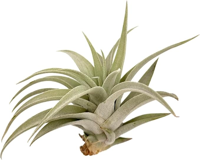 Air Plants - Flowering Tillandsia Harrisii, Large 3-5" - 3ct - Live Arrival Guaranteed - House Plants for Home Decor & Gift