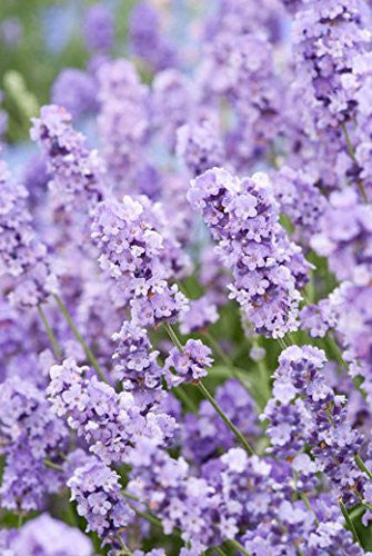 Blue Cushion Lavender Plant - Live Lavandula angustifolia 4 Inch Pot