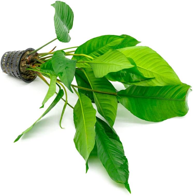 Anubias Live Aquarium Plants - Potted Freshwater Plant for Fish Tanks, Terrariums - Beginner Friendly Low Light (Heterophylla, Mother Plant)