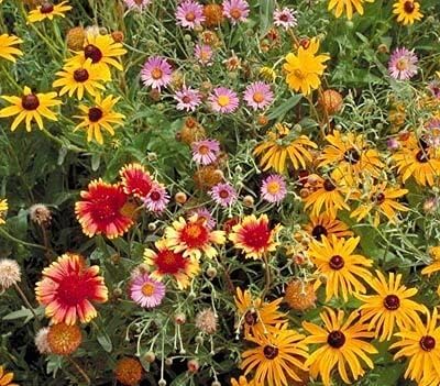 Dirt Goddess Super Seeds ~ All Perennial Wildflower Seed Mix (1/4 Lb) 84,000 Seeds Non GMO Bulk
