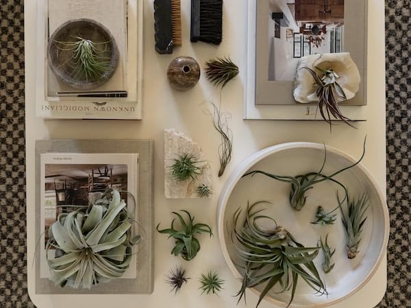Air Plants - Odin Gift Box - 5ct - Live Arrival Guaranteed - House Plants for Home Decor & Gift