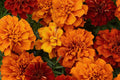 French Fireball Marigold Seeds - 25+ Bi-Color Blooms - USA Grown -  - Pest Repellent - Butterfly Magnet - Easy to Grow