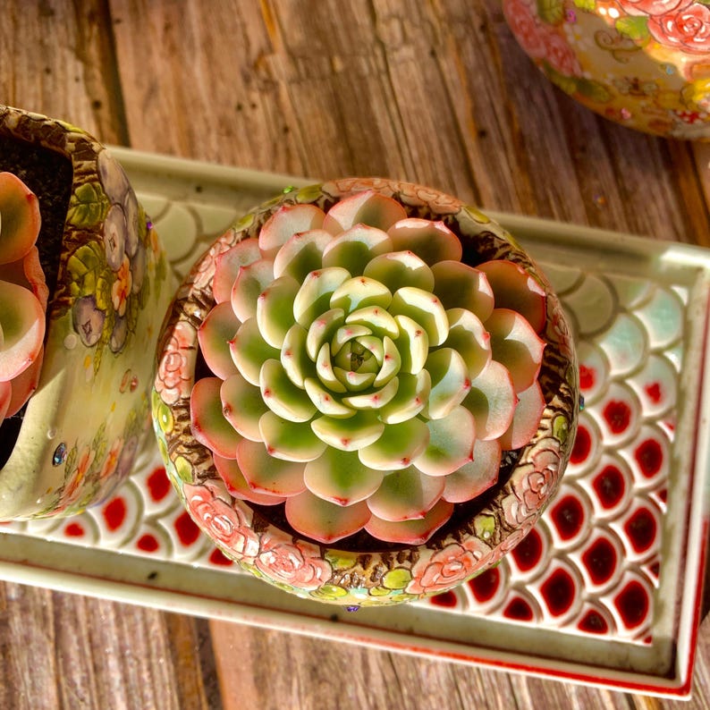 Rare Geometric Rosette Succulent - Echeveria 'Minima' Variegata - Drought-tolerant Plant Popular for Beginners and Collectors