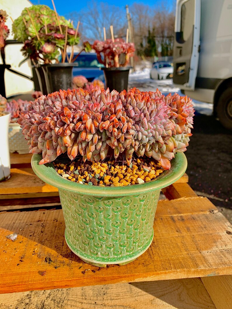 Rare Echeveria ‘Orange Monroe’ Succulent Plant | Boutique Live Succulent | What You See is What You Get | Bare Root 2512-043