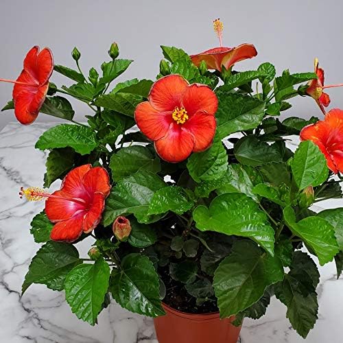 Hibiscus Plant Live - Hibiscus Bush - Red President - Overall Height 26" to 28" - Tropical Plants of Florida (Plant Only)…
