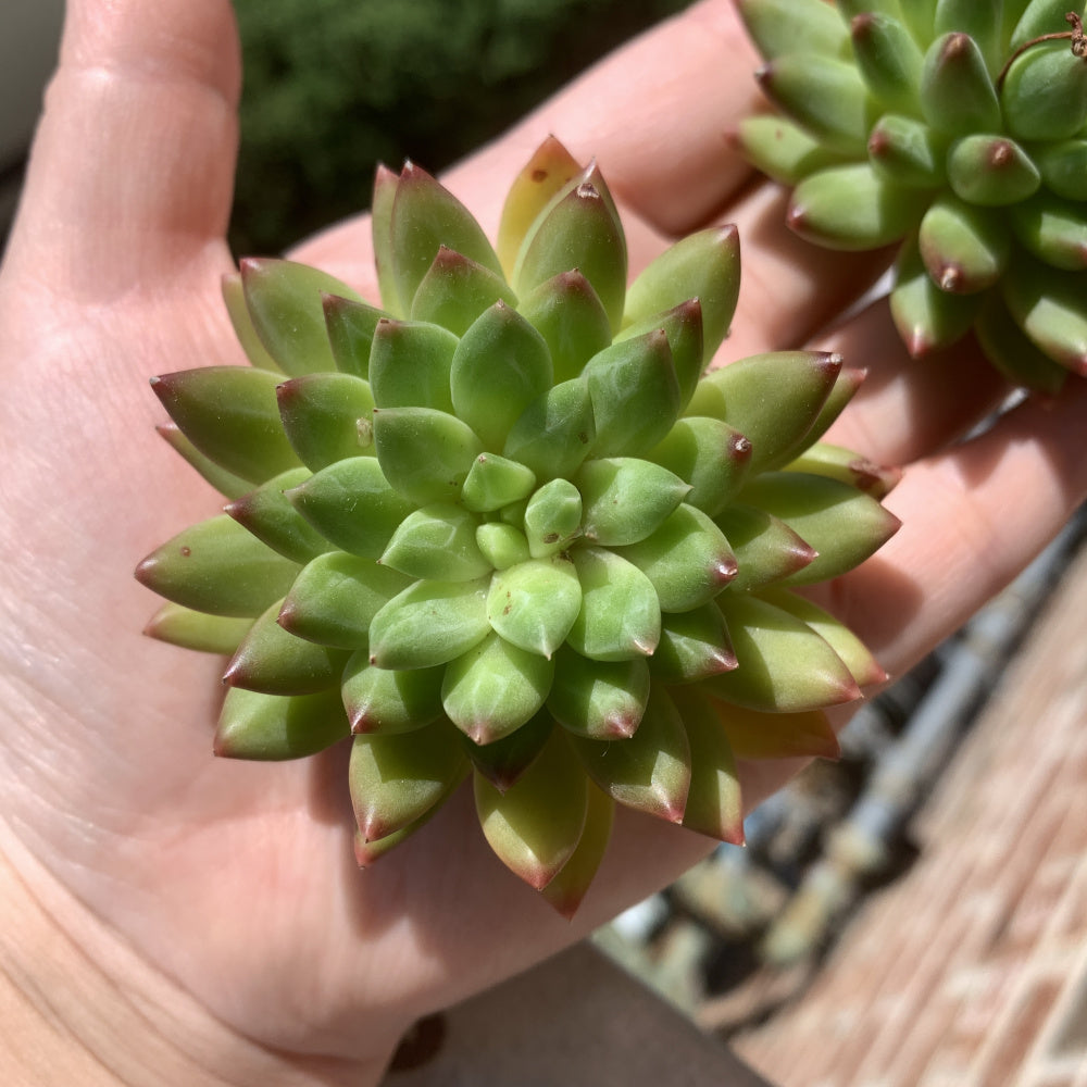 Father's Day Gift: Echeveria 'Oracrium' - Sought-after Rare Succulent - Prized For Its Needle-like Foliage
