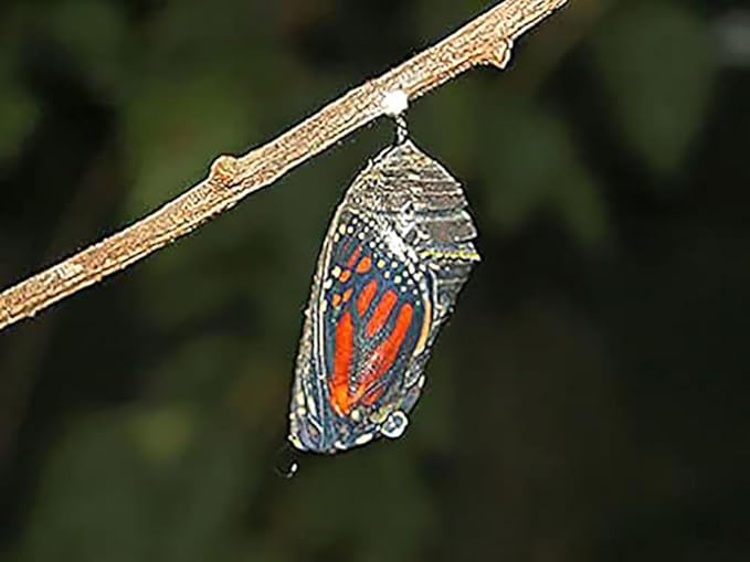 Blood Flower Milkweed Seeds - Food and Host Plant for Monarch Butterflies…
