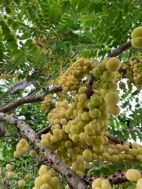 Otaheite Gooseberry (Phyllanthus acidus) Tropical Live Fruit Tree 2’-3 feet