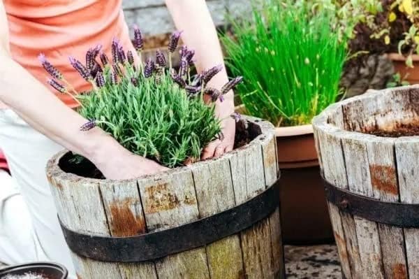 Organic Moisture Control Potting Mix - Absorbs 33% More Water Than Basic Potting Soil - 2 Quart