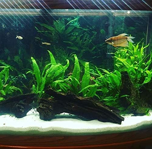 Java Fern Planted on Driftwood Microsorum Pteropus Freshwater Easy Low Light Live Aquarium Plant Decorations 3 Days Guarantee by Mainam