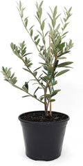 American Plant Exchange Live Arbequina Olive Tree, Fruit Bearing, Plant Pot for Home and Garden Decor, 5-Inch Pot, 1.5 Ft Tall