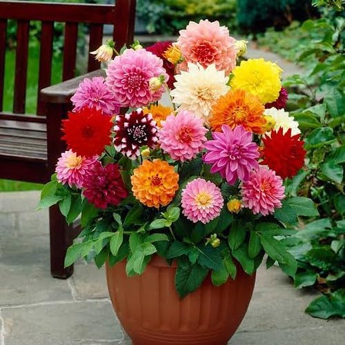 Premium Dahlia Potting Soil Mix - Ideal for Growing Vibrant and Healthy Dahlias - 10 Quart