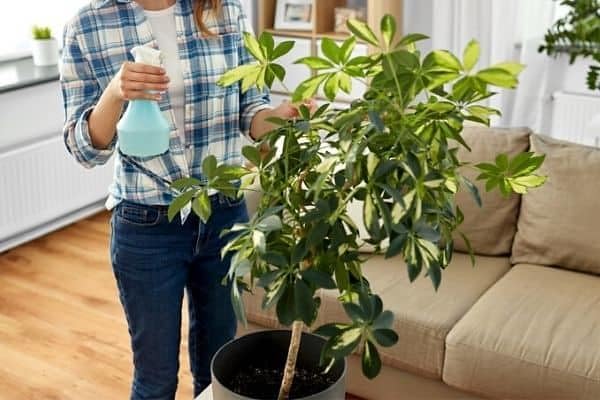 Umbrella Plant Premium Potting Mix - 20 Quart - Nourish Your Plants with Nature's Finest Ingredients (4 Bags of 5 QT)