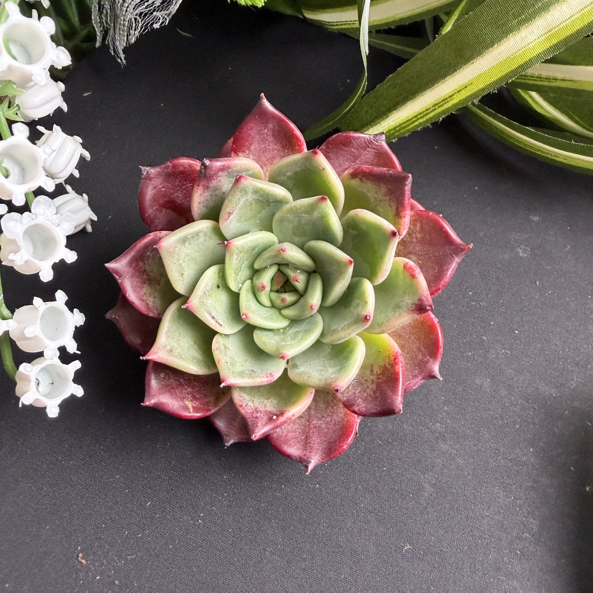 Rare Succulent Echeveria 'Midnight Beauty' 2"-2.5" Live Plant - Collectible Home Plant, Office Accent, Holiday Decorations, Wedding Favors