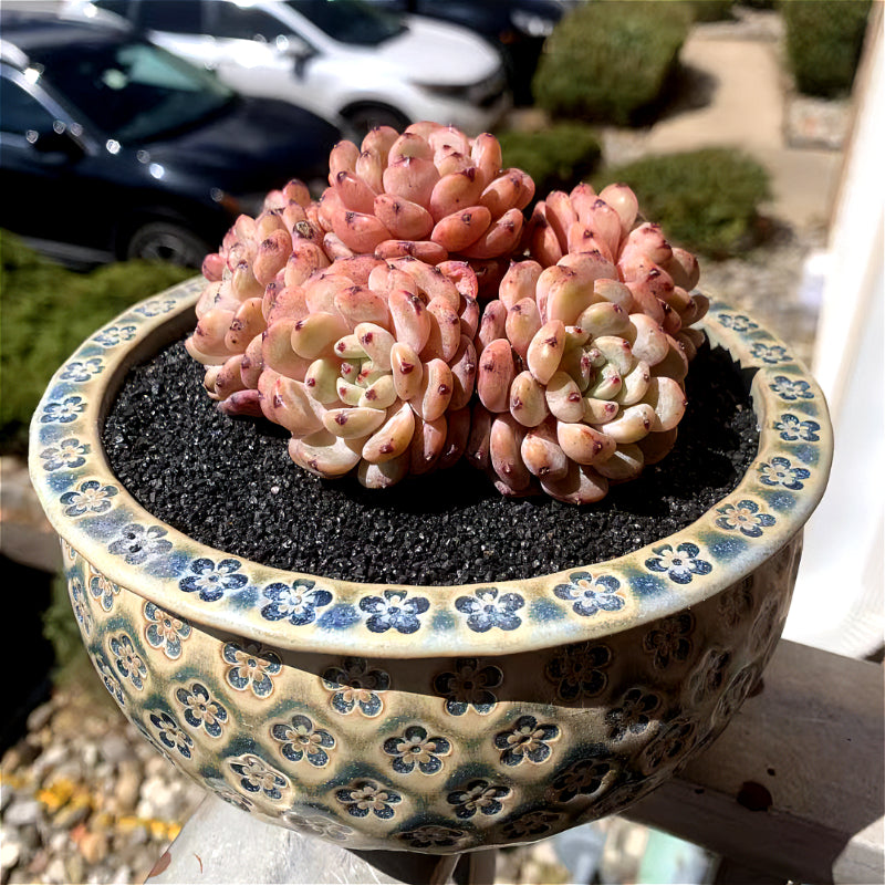Exact Plant - Echeveria 'Viyant' Rare Succulent 1 of 1 - WYSIWYG Live Plant Approx. 5" in Diameter