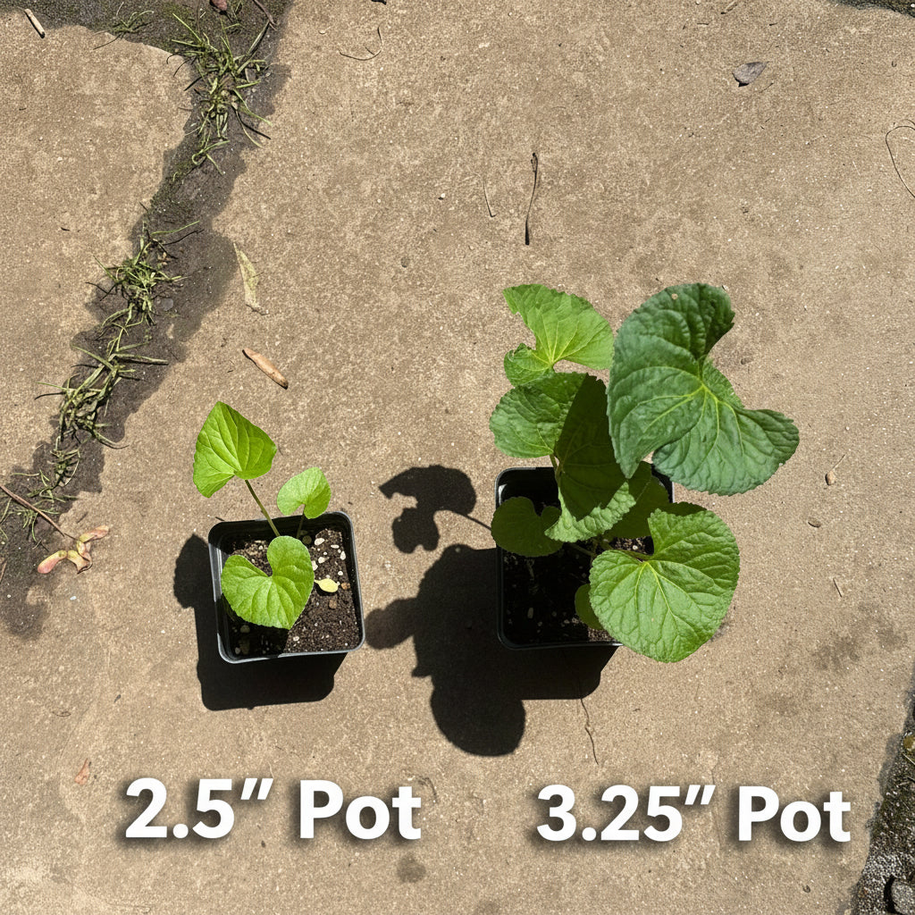 Purple Violet Live Plant – Viola sororia – Maryland Native Shade Groundcover, Zones 3–8
