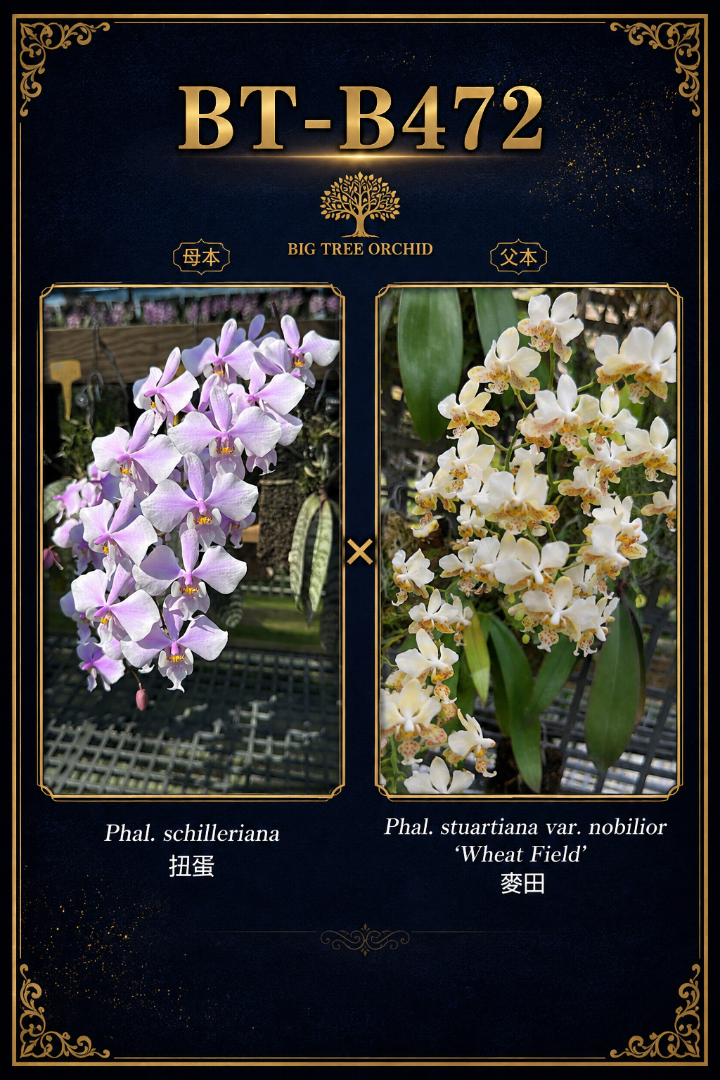 Phalaenopsis (schilleriana ‘扭蛋’ x stuartiana ‘香黄史’)