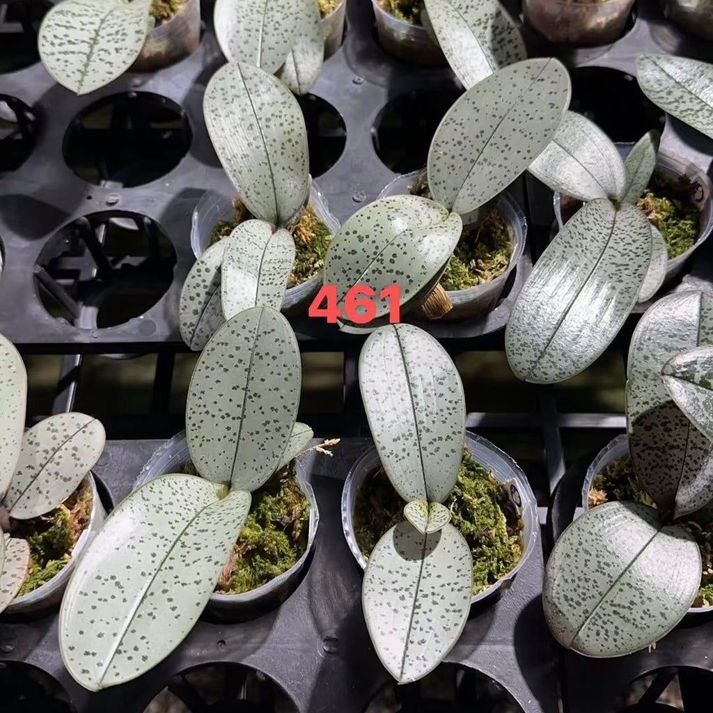 Phalaenopsis schilleriana (蒼龍 x Super Polar Bear C)