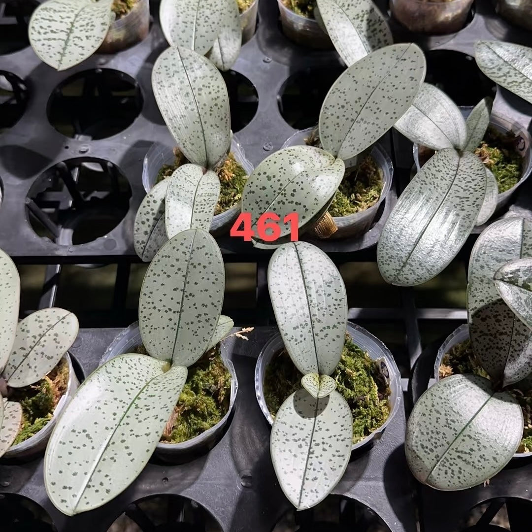 Phalaenopsis schilleriana (蒼龍 x Super Polar Bear C)