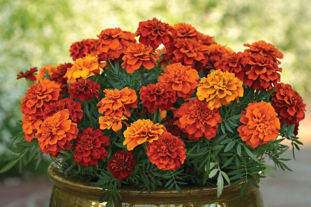 French Fireball Marigold Seeds - 25+ Bi-Color Blooms - USA Grown -  - Pest Repellent - Butterfly Magnet - Easy to Grow