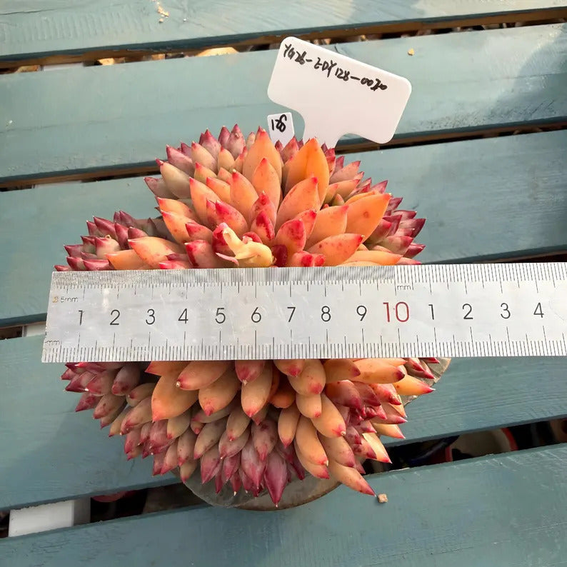 4-years Stage Rare Succulent No. EDY128-0020, Echeveria  ’Pink Cherry' Gen 2, Boutique 4.3" Big WYSIWYG Living Succulent