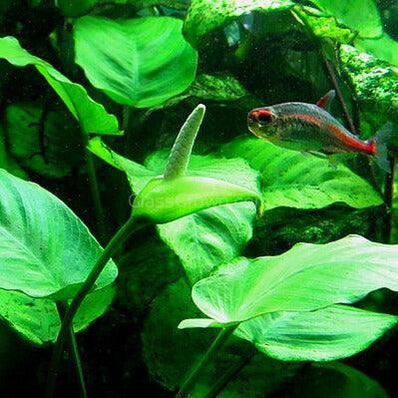 Assorted Anubias Plant Pack (3 or 5 Bare Root Plants)