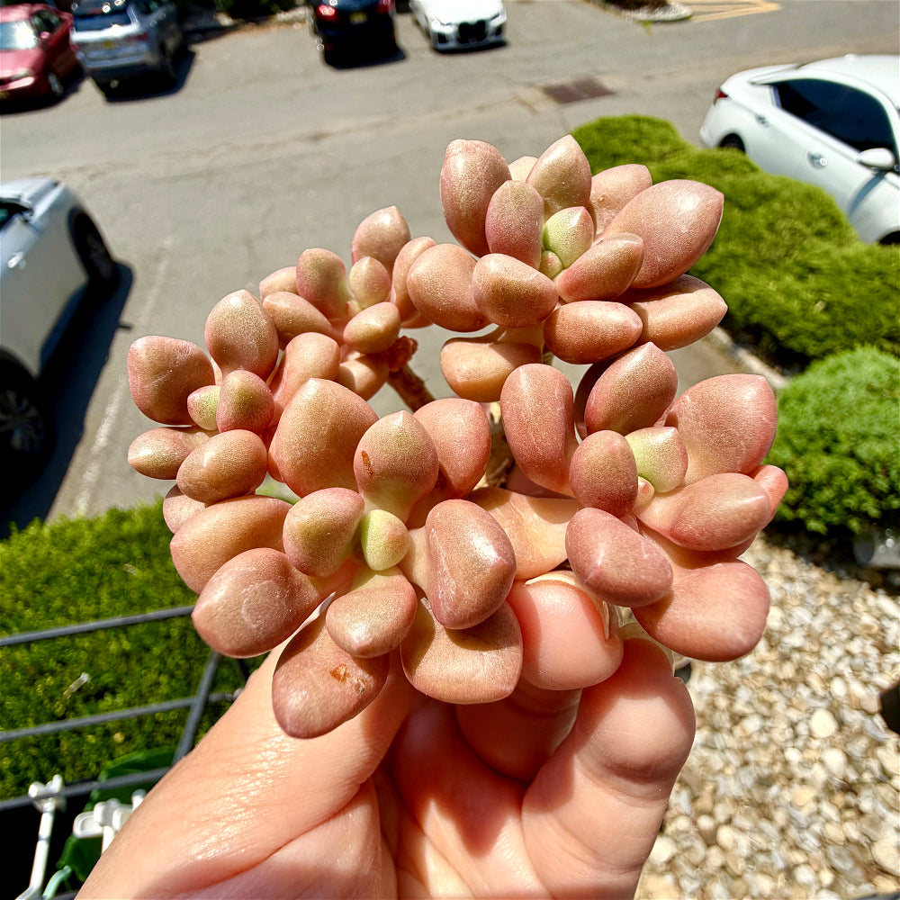 xGraptoveria 'Avant-garde' Clump-forming - 3-6 Heads Succulents Approx. 3"-3.5" in Diameter